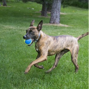 KONG SqueakAir Ultra Ball (3pack) M