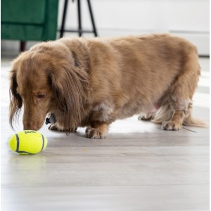KONG AirDog Dumbbell