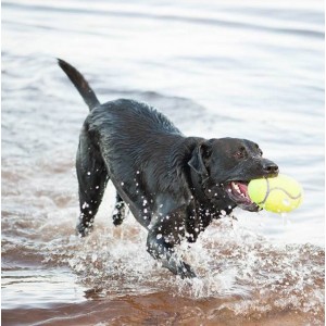 KONG AirDog Dumbbell