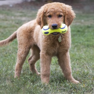 KONG AirDog Dumbbell