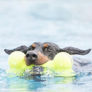 KONG AirDog Bone