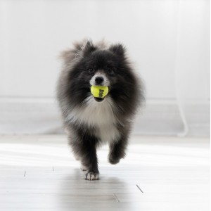 KONG SqueakAir Ball (3pack)