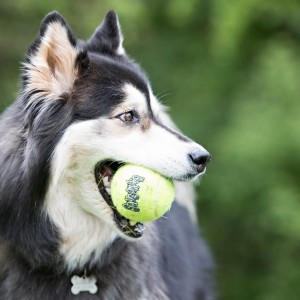KONG SqueakAir Ball with rope M