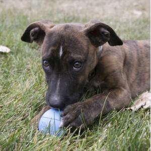KONG Puppy Ball (rozm. S)