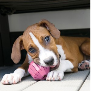 KONG Puppy Activity Ball - zabawka na przysmaki