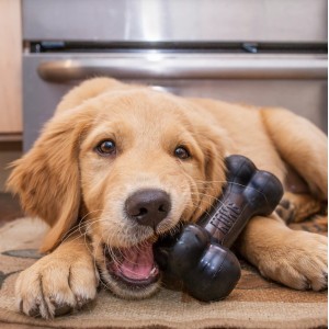 KONG Extreme Goodie Bone