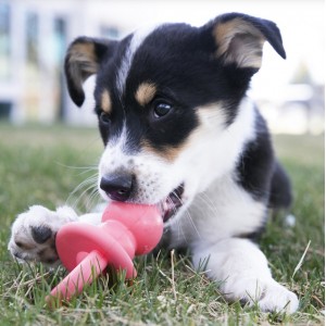 KONG Binkie Puppy - smoczek