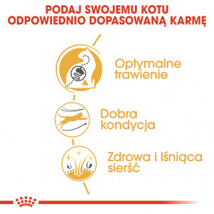 ROYAL CANIN Bengal Adult karma sucha dla kotów dorosłych rasy bengal