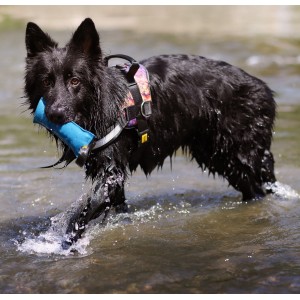 DINGO Gryzak AGILITY 15cm / 6cm