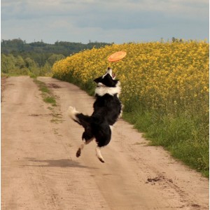 DINGO Frisbee 23,5cm