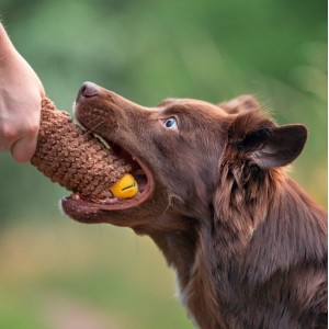DINGO Zabawka pluszowa - Taco 20 cm