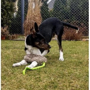 DINGO Gryzak dla psa - sztuczne futro na bungee