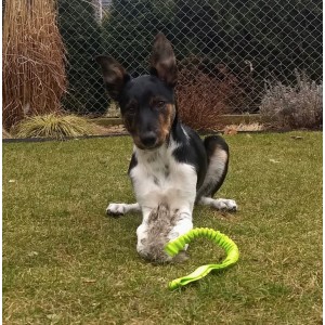 DINGO Gryzak dla psa - sztuczne futro na bungee