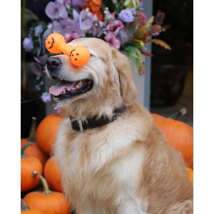 DINGO Zabawka winylowa Halloween - Hantel Dynia 17 cm