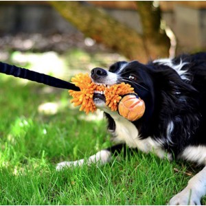 DINGO Szarpak mop Bungee z rączką i piłką