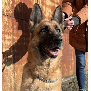 DINGO Obroża łańcuszkowa zaciągana - pojedyncza