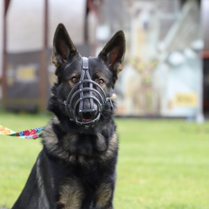 DINGO Skórzany kaganiec dla psa rasy: Spaniel – nitowany