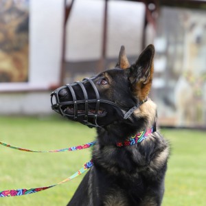 DINGO Skórzany kaganiec dla psa rasy: Spaniel – nitowany