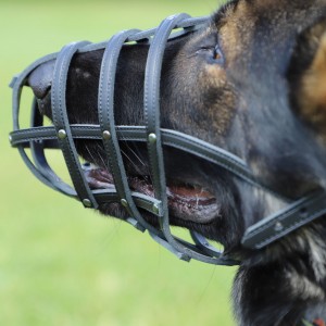 DINGO Skórzany kaganiec dla psa rasy: Spaniel – nitowany