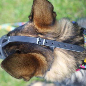 DINGO Skórzany kaganiec dla psa rasy: Dog – nitowany