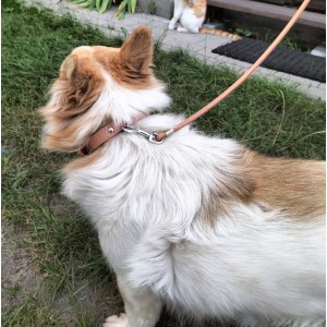 DINGO Obroża skórzana podszyta filcem - Czerwona