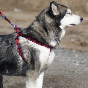 DINGO Szelki Fred Winnetou - czerwone