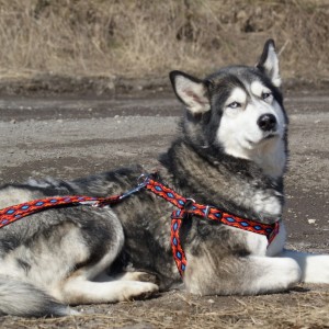 DINGO Smycz przedłużana Winnetou - czarna