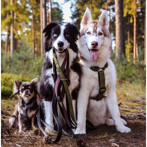 DINGO Szelki Scandi - fioletowe
