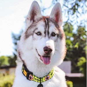 DINGO Obroża regulowana City - Nie Dotykaj