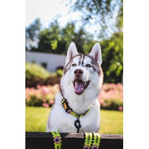 DINGO Obroża regulowana City - Nie Dotykaj