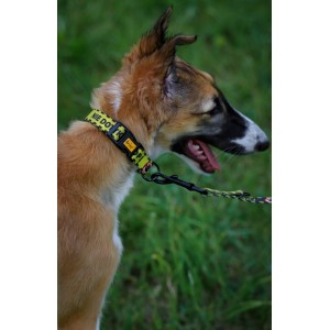 DINGO Obroża regulowana City - Nie Dotykaj