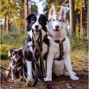 DINGO Szelki Scandi - czerwone