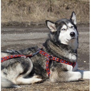 DINGO Szelki Fred Winnetou - niebieskie