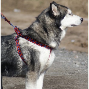 DINGO Szelki Fred Winnetou - czarne
