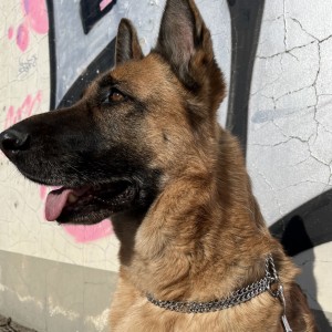 DINGO Obroża łańcuszkowa zaciągana - podwójna