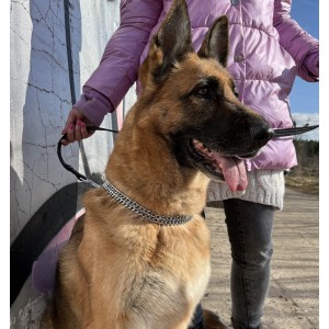 DINGO Obroża łańcuszkowa zaciągana - podwójna