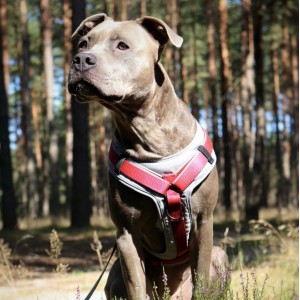 DINGO Szelki Ultra Active - morskie