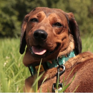 DINGO Smycz przepinana City Monstera