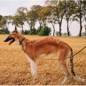 DINGO Smycz skórzana (pojedyncza nitowana) - Czarna