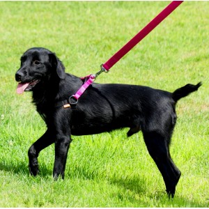 DINGO Szelki Fred Energy - fioletowe