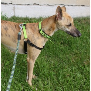 DINGO Szelki Fred Energy - fioletowe