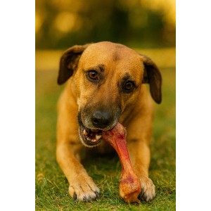 ZOLUX Kość dla psa z szynki parmeńskiej L 370 g