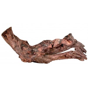 ZOLUX Ozdoba do akwarium korzeń Mangrowca 15-25 cm