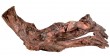 ZOLUX Ozdoba do akwarium korzeń Mangrowca 15-25 cm