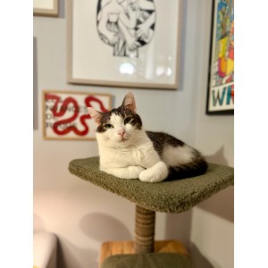 ZOLUX Drapak dla kota BOREAL 105 cm - zielony