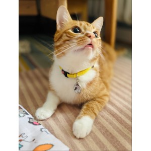 ZOLUX Obroża dla kota z zawieszką w kształcie ptaka Chatouille żółta