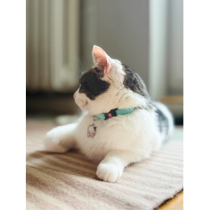 ZOLUX Obroża dla kota z zawieszką w kształcie kota Chatouille - niebieska