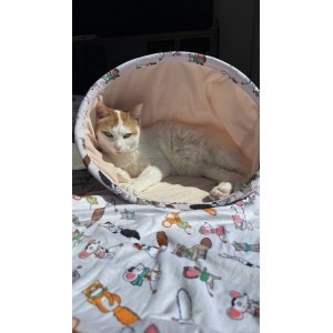 ZOLUX Legowisko dla kota śpiwór wzór koty i myszy Chatouille 45,5x58x40cm