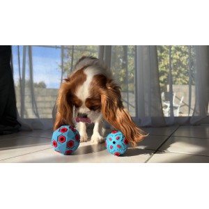 ZOLUX Zabawka dla psa do aportowania na przysmaki jajko 12cm