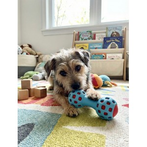 ZOLUX Zabawka dla psa gryzak na przysmaki hantel 13cm